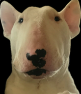 Photo of Liam Downey