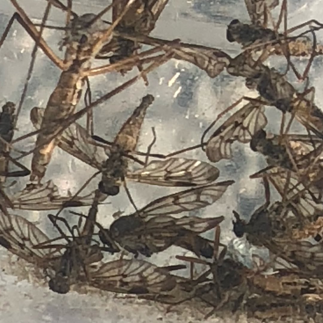 Photo of Isak Lorenzo